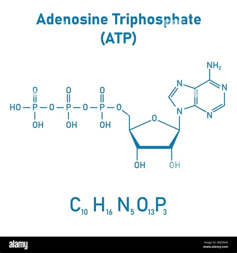 adenosine triphosphate發音|Adenosine Triphosphate (ATP) .